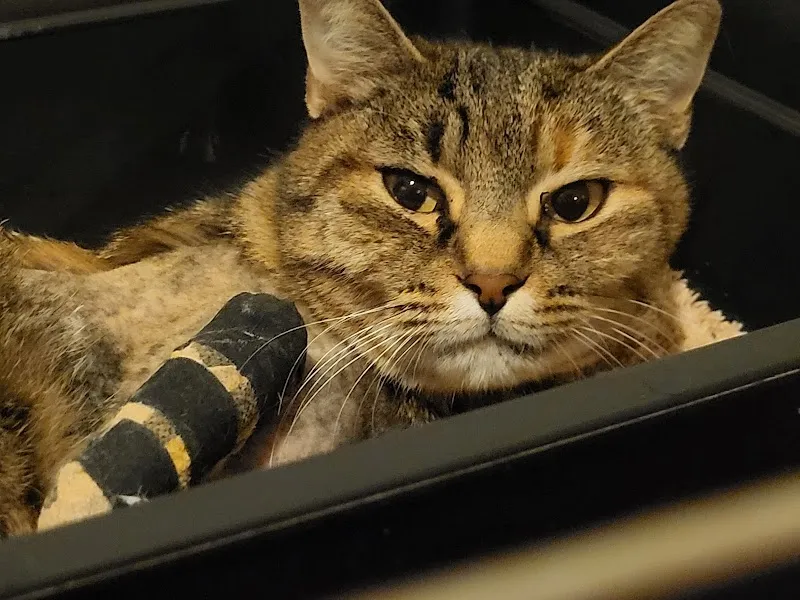 Ballinari Veterinario Sagl — Tierarzt, Novazzano, Tessin. Foto 2