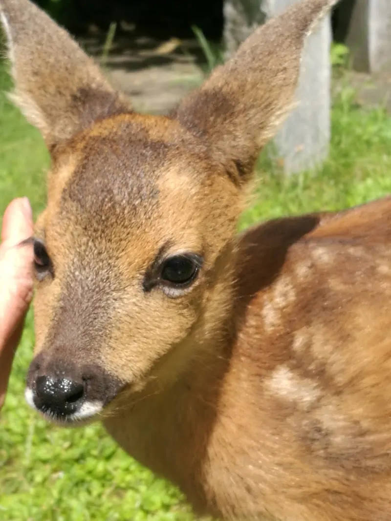 Centro Veterinario 3 Valli Sagl — Vétérinaire, Pollegio, Tessin. Foto 3