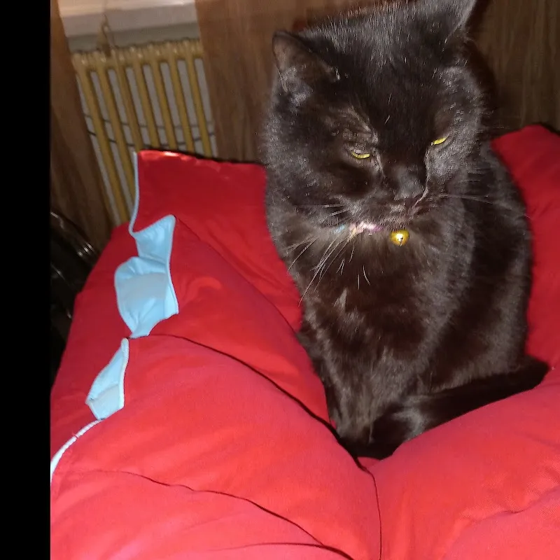 Centro Veterinario Airone SA — Veterinarian, Coldrerio, Ticino. Foto 3