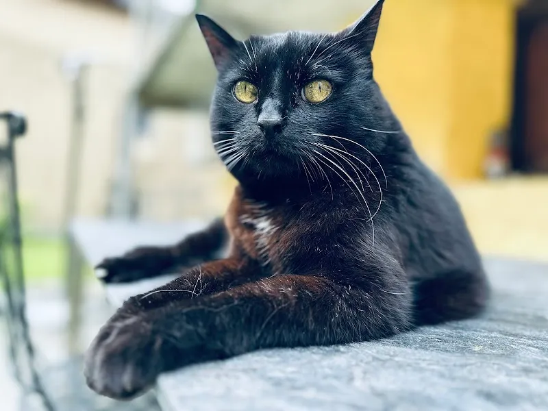 Centro Veterinario Al Piano — Tierarzt in Contone, Tessin. Bewertung 4.6/5.