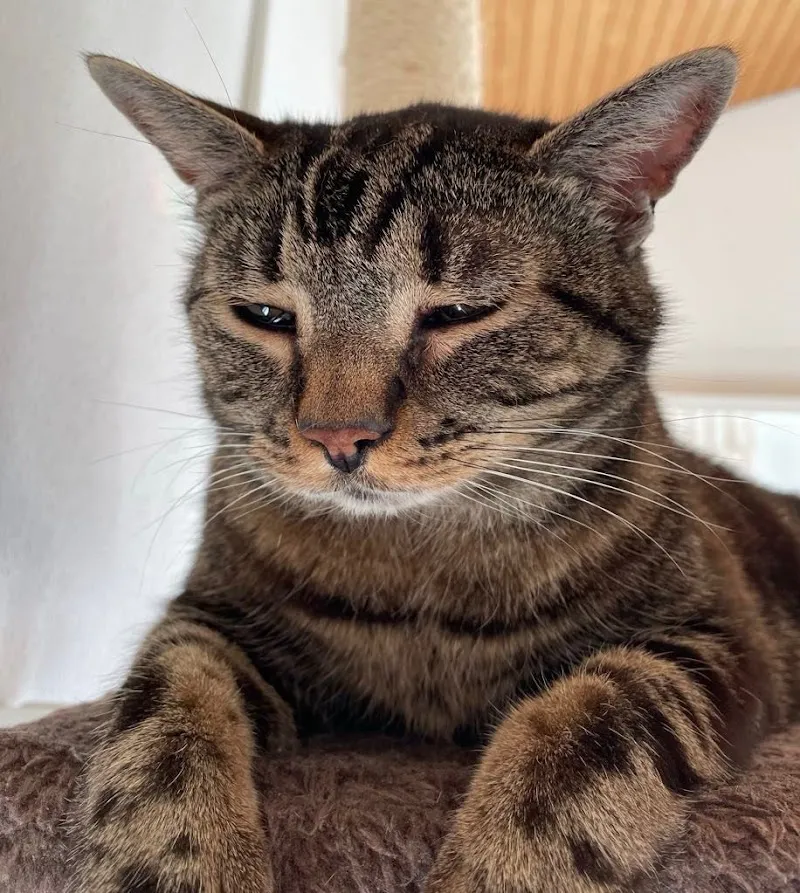 Centro Veterinario Al Piano — Veterinarian, Contone, Ticino. Foto 2