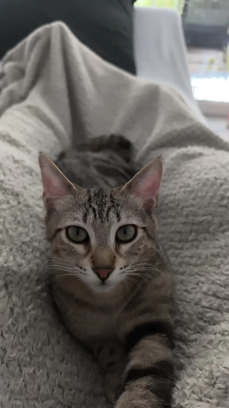 Centro Veterinario Al Piano — Veterinarian, Contone, Ticino. Foto 3