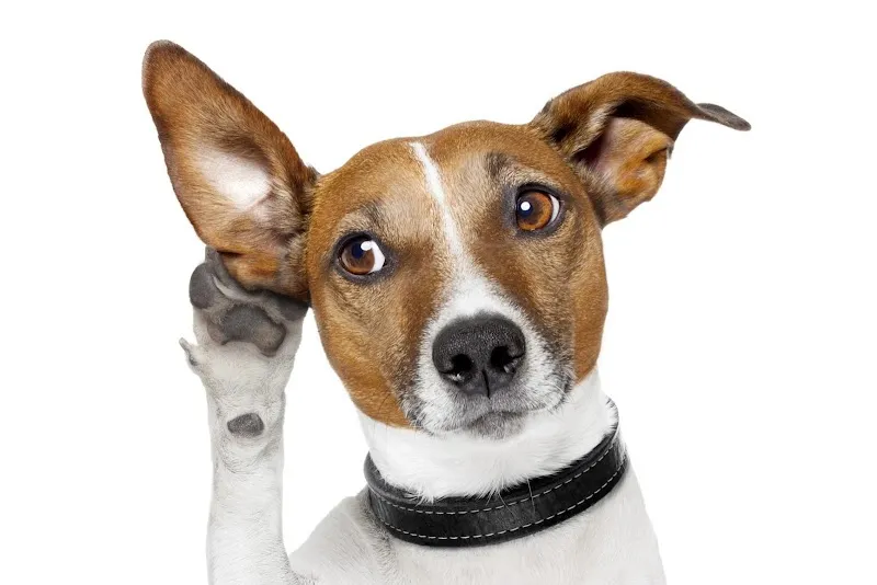 Centro Veterinario Buonamano — Vétérinaire, Ascona, Tessin. Foto 2