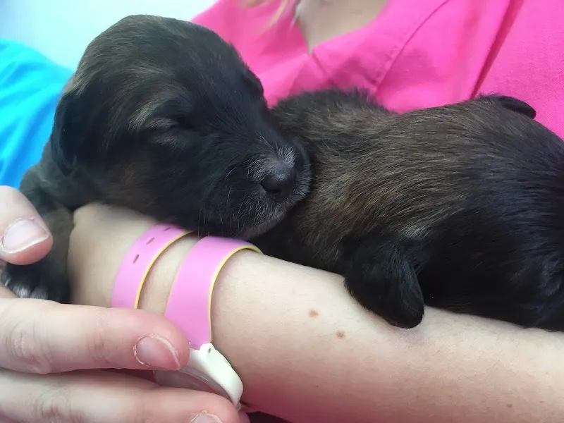 Centro Veterinario Cornaredo — Tierarzt, Porza, Tessin. Foto 2