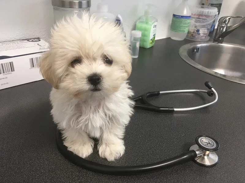 Centro Veterinario Cornaredo — Tierarzt, Porza, Tessin. Foto 3