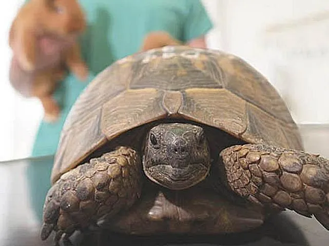 Centro Veterinario Daniele Varini — Veterinarian, Losone, Ticino. Foto 3