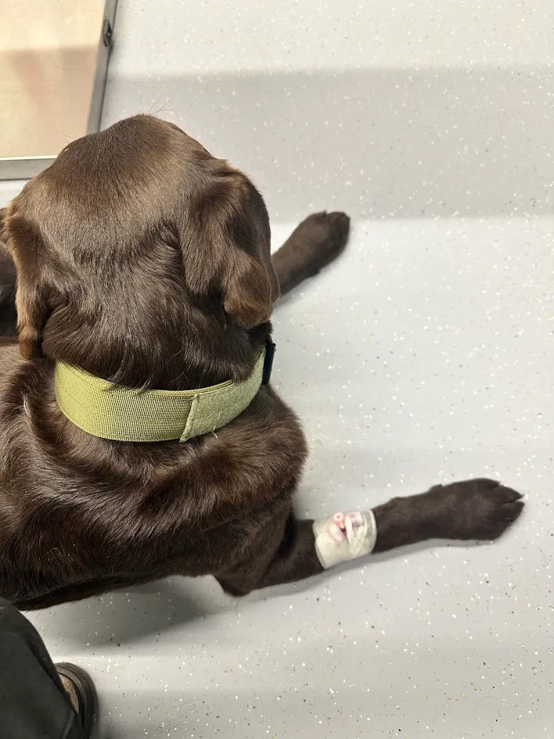 Centro Veterinario Dott. Paolo Sattamino — Tierarzt in Losone, Tessin. Bewertung 4.8/5.