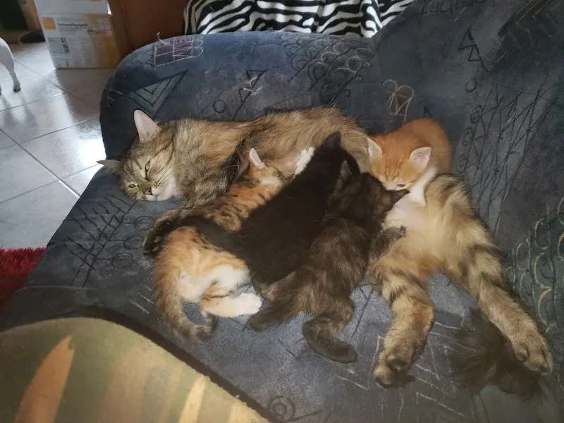 Centro Veterinario Dott. Paolo Sattamino — Tierarzt, Losone, Tessin. Foto 2