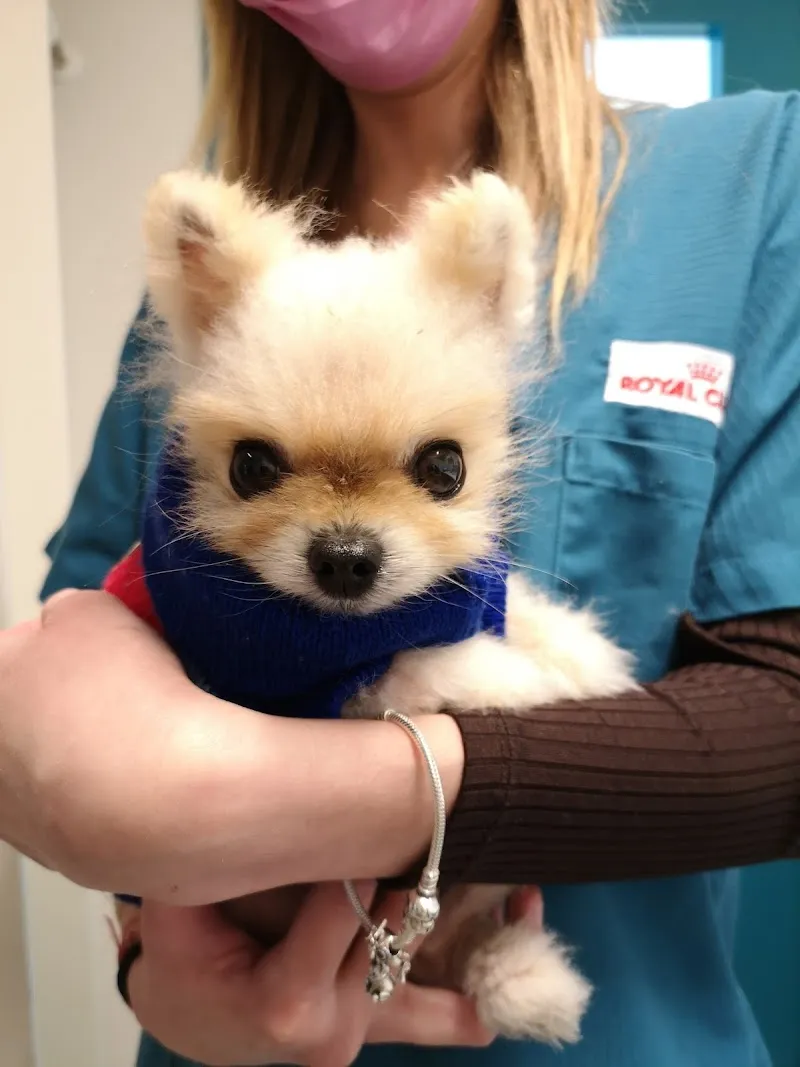 Centro Veterinario Preluna - Lugano — Tierarzt, Comano, Tessin. Foto 3