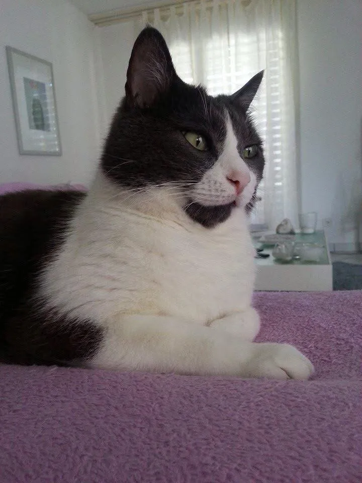 Centro Veterinario Rivapiana, AnimAid sagl — Tierarzt in Minusio, Tessin. Bewertung 4.9/5.