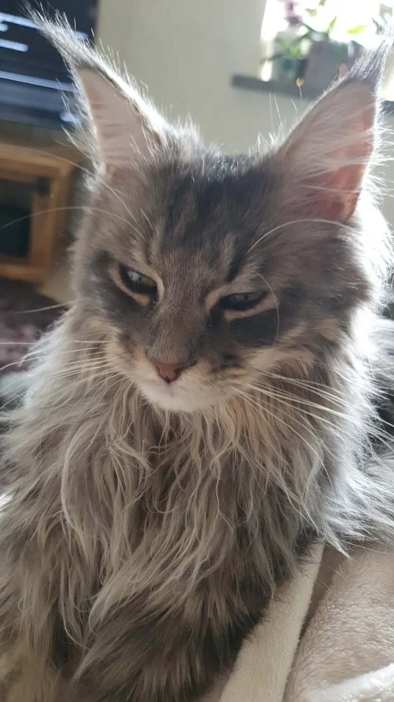 Centro Veterinario Rivapiana, AnimAid sagl — Tierarzt, Minusio, Tessin. Foto 2