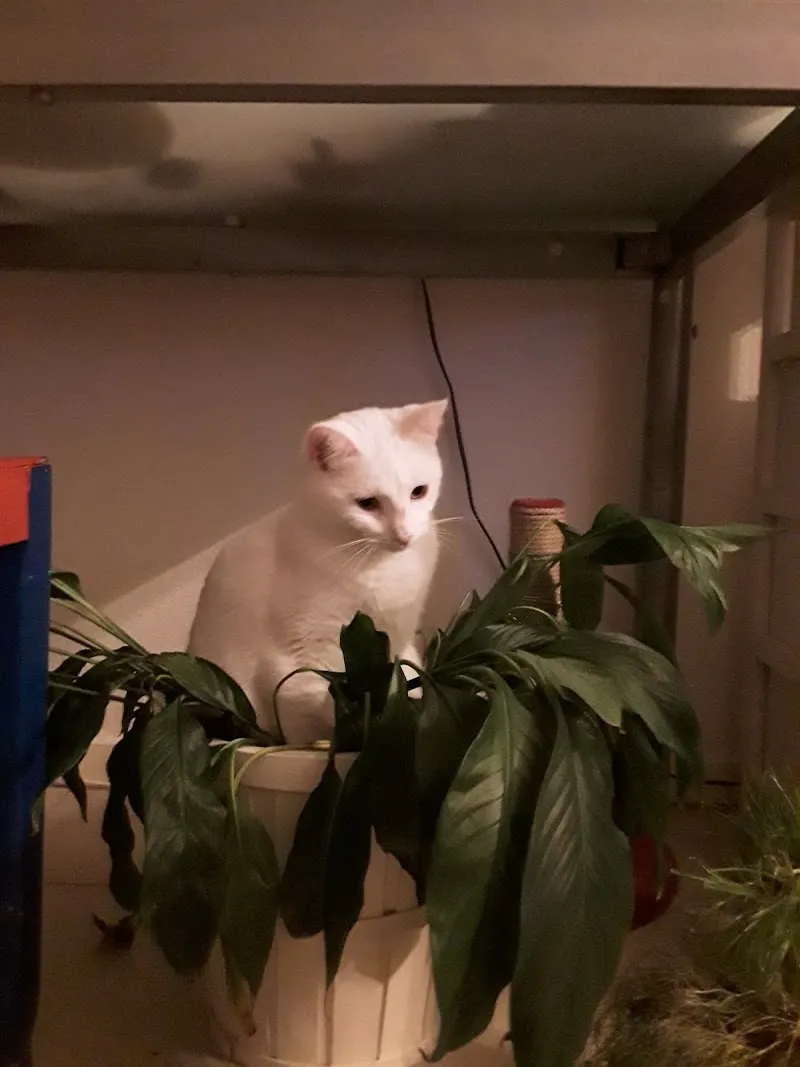 Centro Veterinario alla Ressiga SA — Tierarzt in Giubiasco, Tessin. Bewertung 4.8/5.