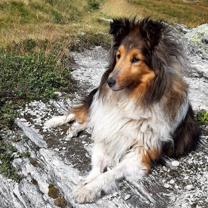 Centro Veterinario alla Ressiga SA — Veterinarian, Giubiasco, Ticino. Foto 2