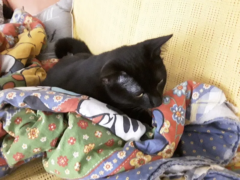 Centro Veterinario alla Ressiga SA — Veterinarian, Giubiasco, Ticino. Foto 3