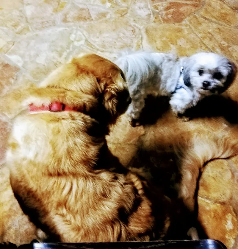 Centro veterinario — Tierarzt in Locarno, Tessin. Bewertung 4.2/5.