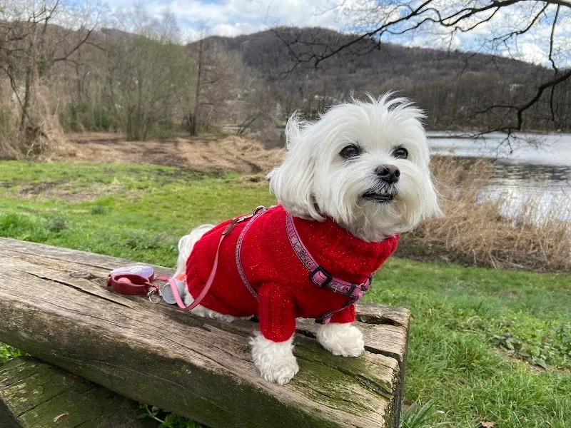 Clinica Veterinaria Acacia Sagl — Tierarzt, Paradiso, Tessin. Foto 3