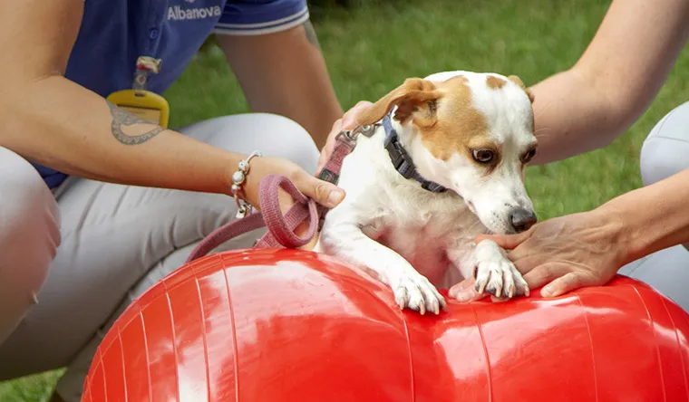 Clinica Veterinaria Albanova — Tierarzt in Massagno, Tessin. Bewertung 4.5/5.