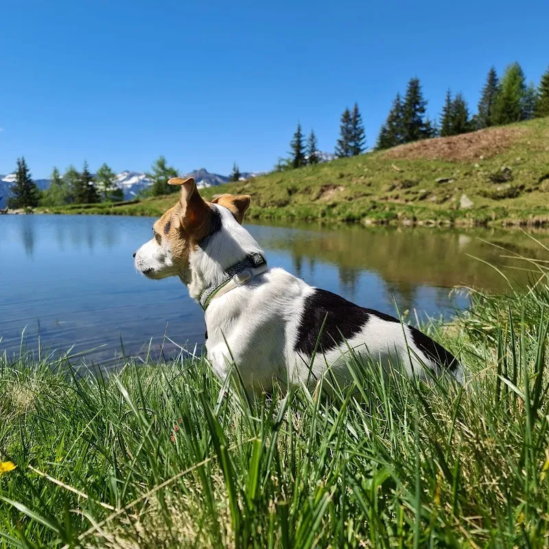 Clinica Veterinaria Albanova — Tierarzt, Massagno, Tessin. Foto 2
