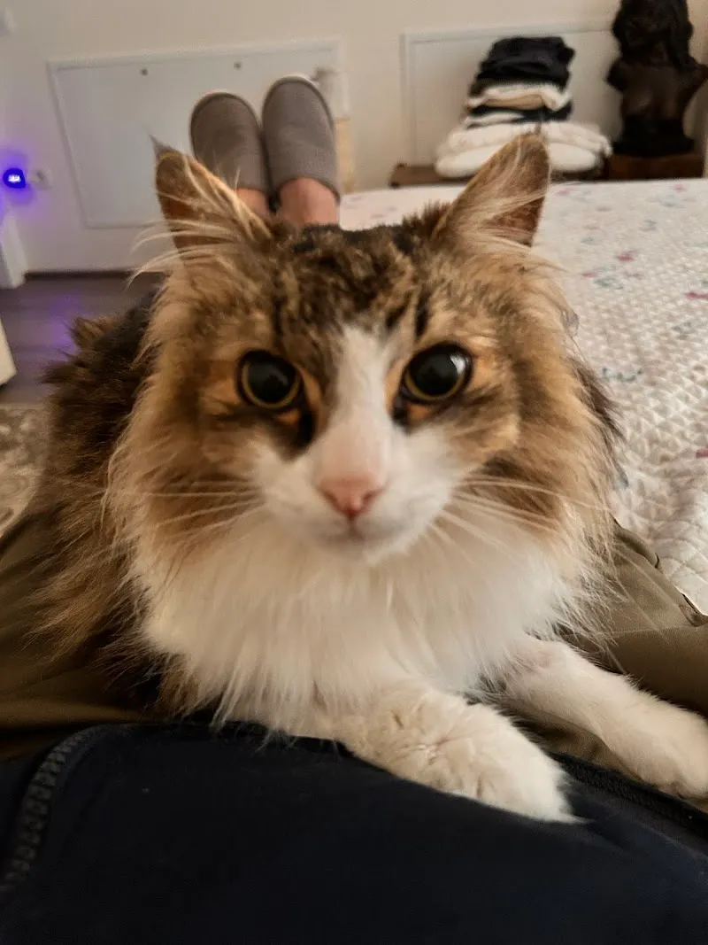 Doc4pet Centro Veterinario — Tierarzt, Agno, Tessin. Foto 3