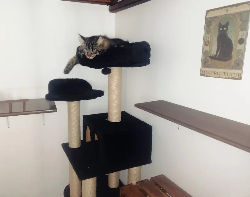 Château - Hôtel pour Chats et Cat Sitting — Katzenpension in Bramois, Wallis. Bewertung 5.0/5.