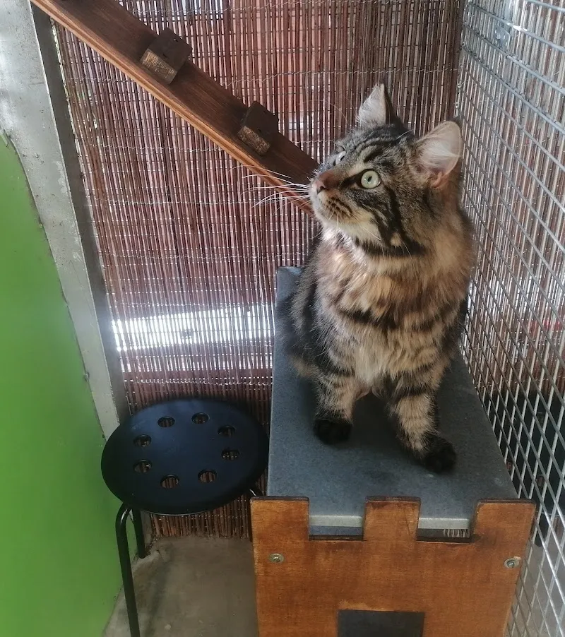 Château - Hôtel pour Chats et Cat Sitting — Pensione per gatti, Bramois, Vallese. Foto 2