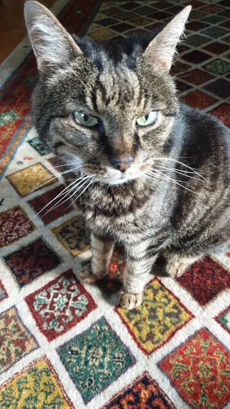 Egli Christoph — Tierarzt, Gordola, Tessin. Foto 3