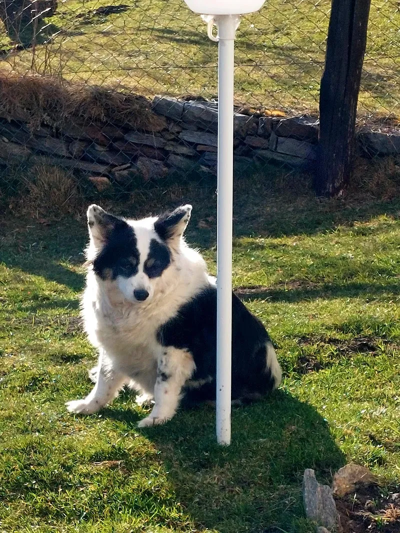 La Trinità - Ospedale Veterinario — Tierarzt, Cadempino, Tessin. Foto 2