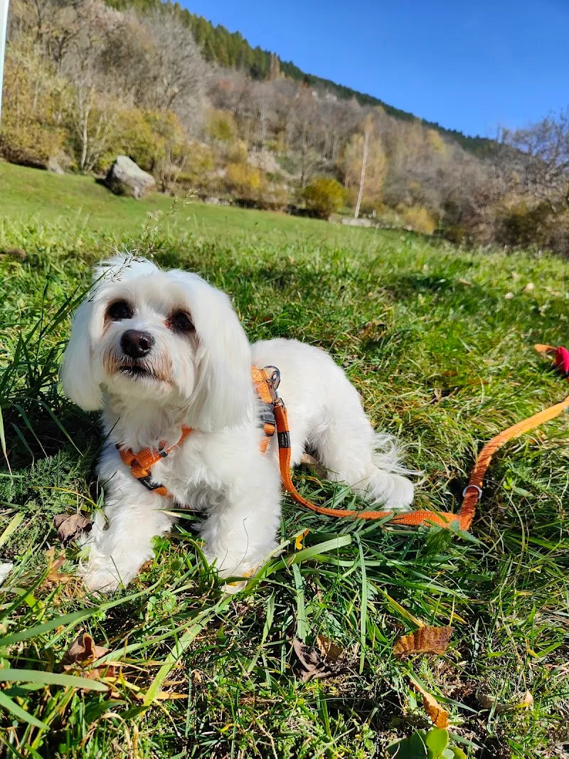 La Trinità - Ospedale Veterinario — Tierarzt, Cadempino, Tessin. Foto 3
