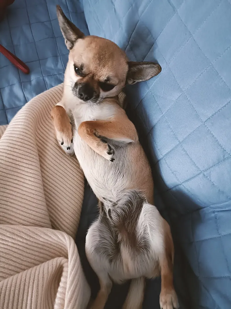 Mauro Cavalli — Tierarzt in Locarno, Tessin. Bewertung 4.7/5.