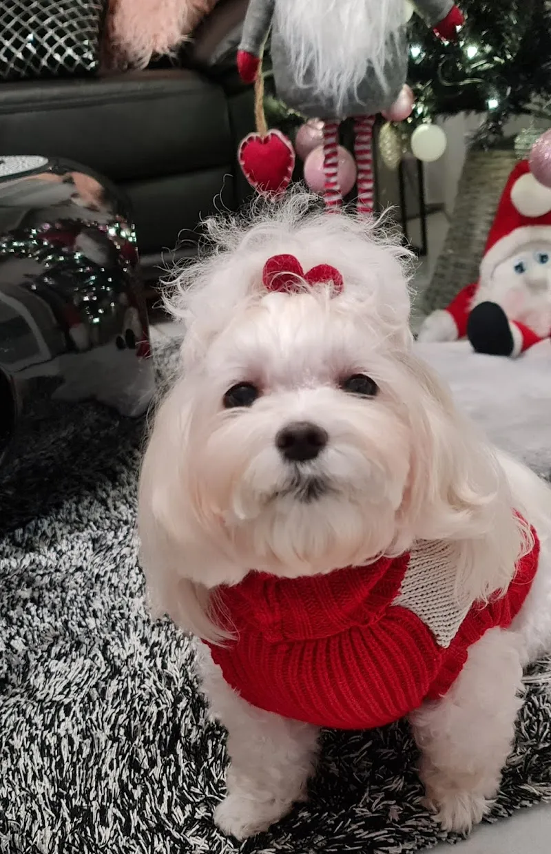 Mauro Cavalli — Vétérinaire, Locarno, Tessin. Foto 2
