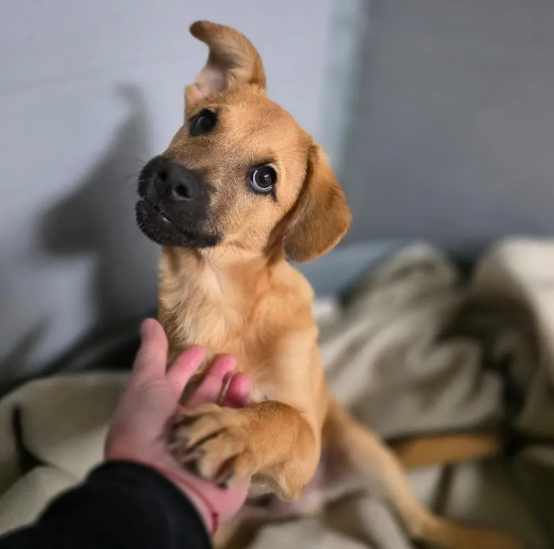 Naturavet Studio Veterinario — Tierarzt in Minusio, Tessin. Bewertung 5.0/5.