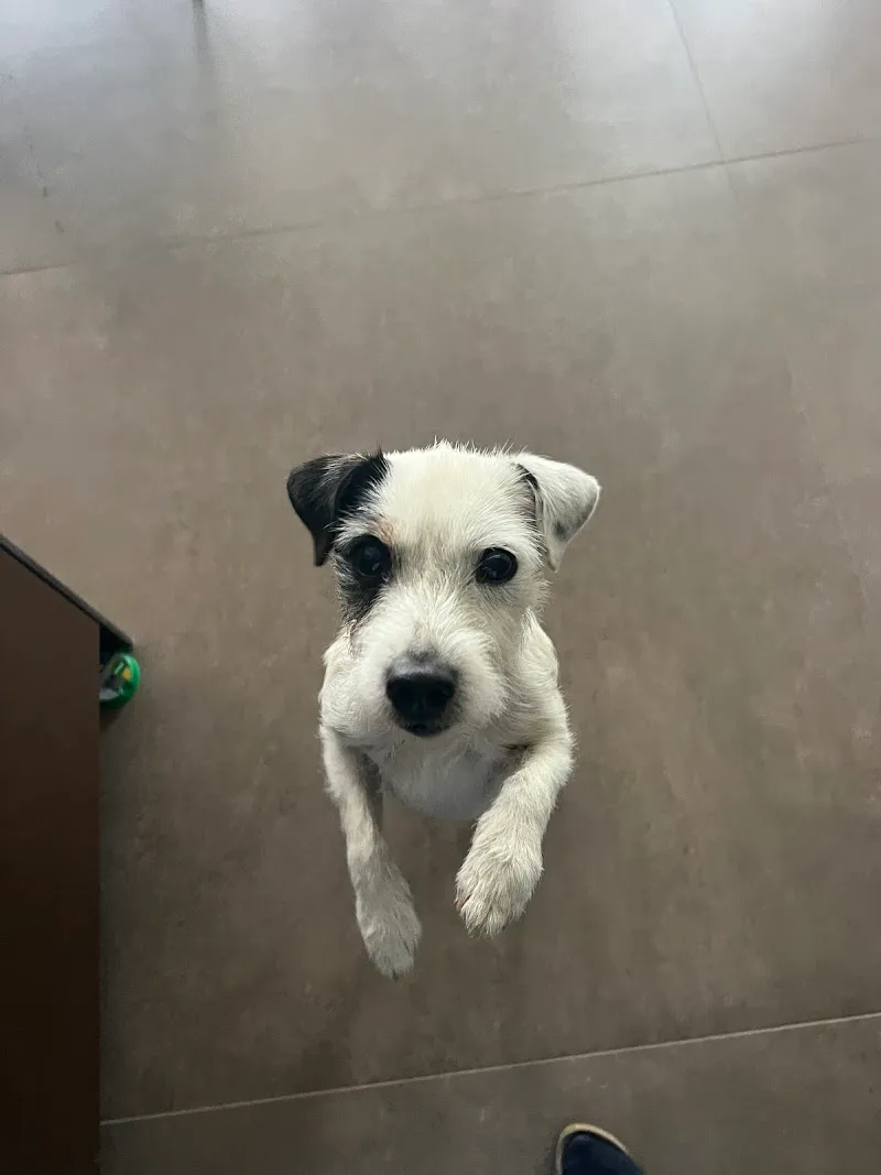 Naturavet Studio Veterinario — Veterinarian, Minusio, Ticino. Foto 2