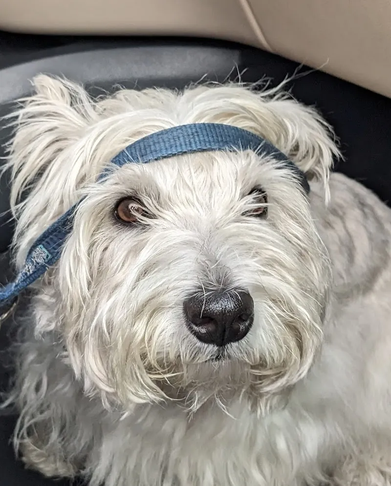 Paola Juri — Tierarzt in Agno, Tessin. Bewertung 4.7/5.