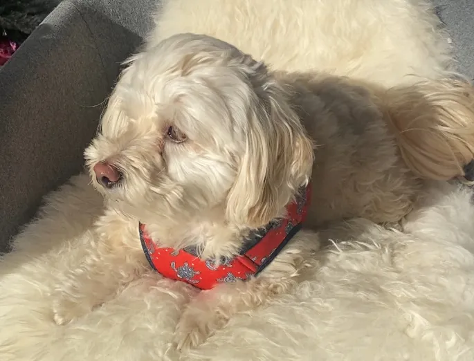 Paola Juri — Tierarzt, Agno, Tessin. Foto 2