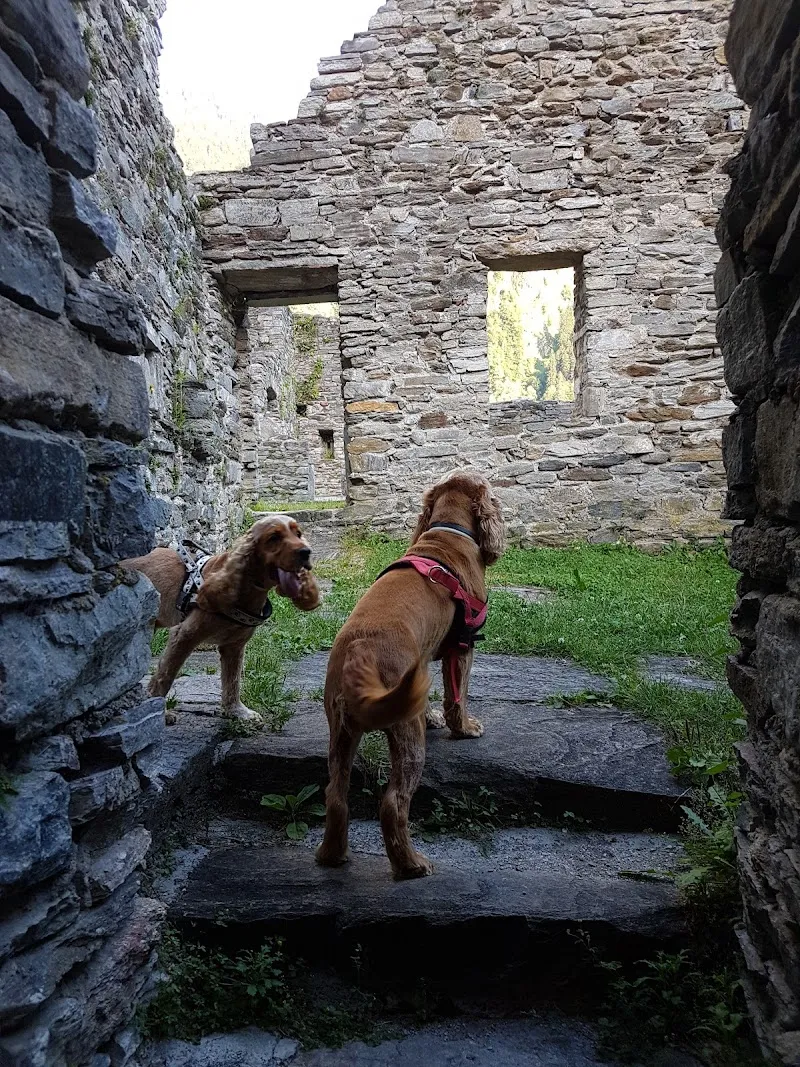 Paola Juri — Tierarzt, Agno, Tessin. Foto 3