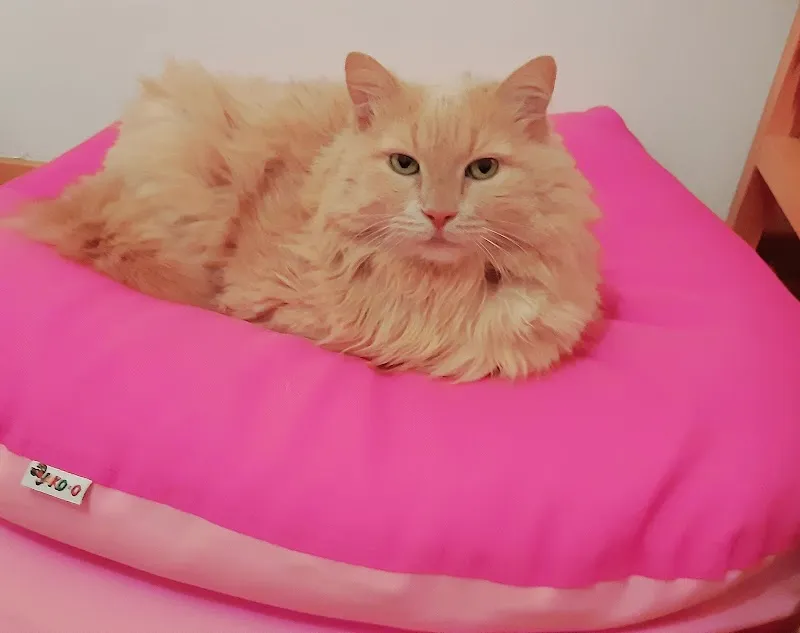 Roberta Camponovo — Tierarzt in Giubiasco, Tessin. Bewertung 4.8/5.