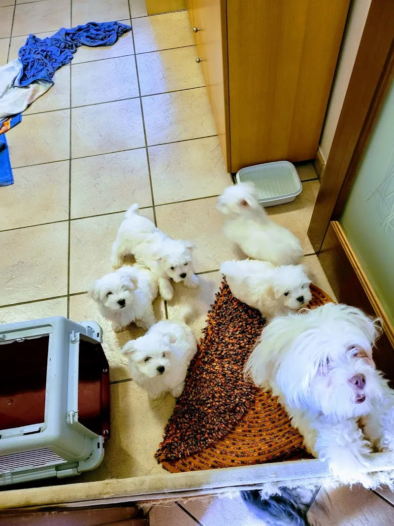 Roberta Camponovo — Tierarzt, Giubiasco, Tessin. Foto 2