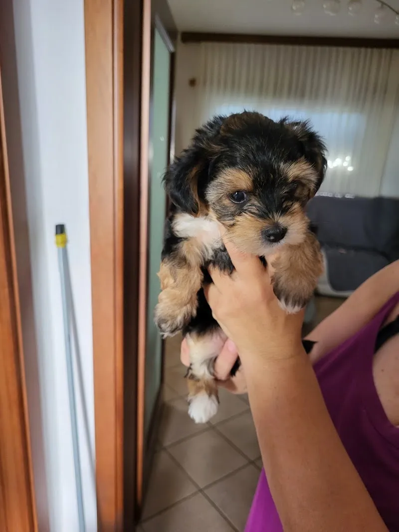 Roberta Camponovo — Tierarzt, Giubiasco, Tessin. Foto 3