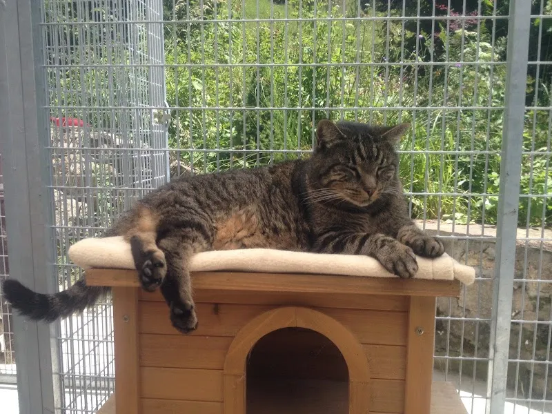 Château Vallon — Pension pour chats, Montreux, Vaud. Foto 2