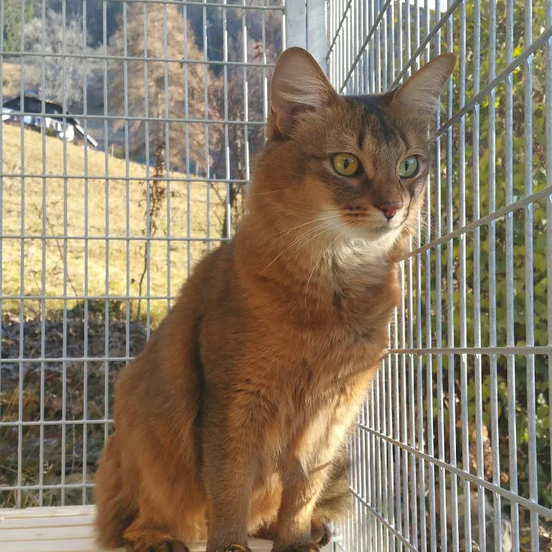 Château Vallon — Pension pour chats, Montreux, Vaud. Foto 3