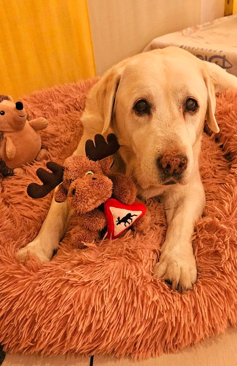 Studio Veterinario Borghetto SA — Tierarzt in Giubiasco, Tessin. Bewertung 4.9/5.