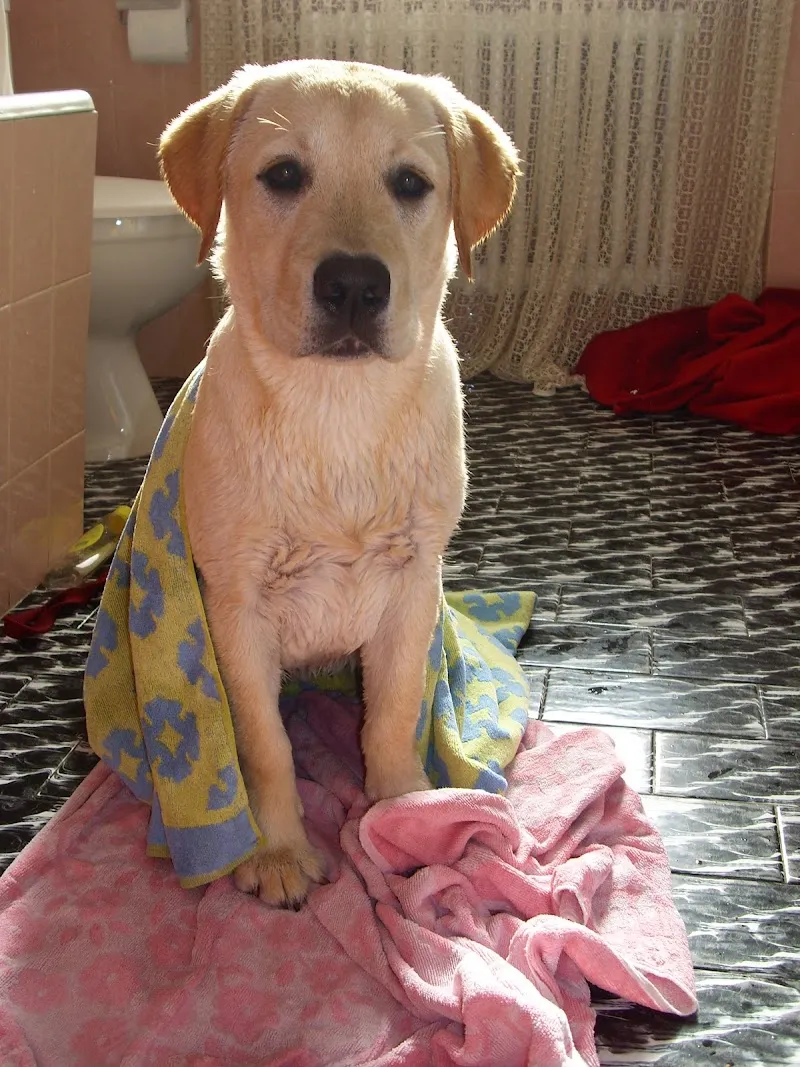 Studio Veterinario Borghetto SA — Tierarzt, Giubiasco, Tessin. Foto 2