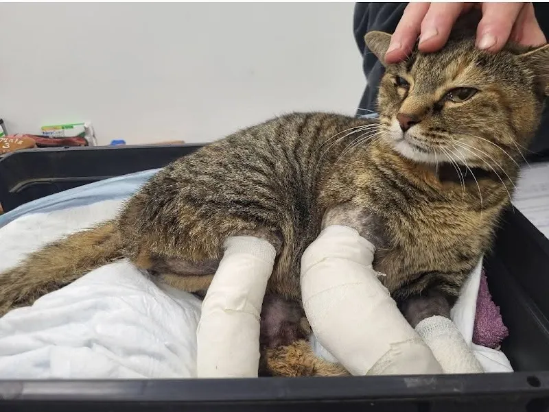 Studio Veterinario Ghiringhelli — Tierarzt in Sementina, Tessin. Bewertung 4.8/5.