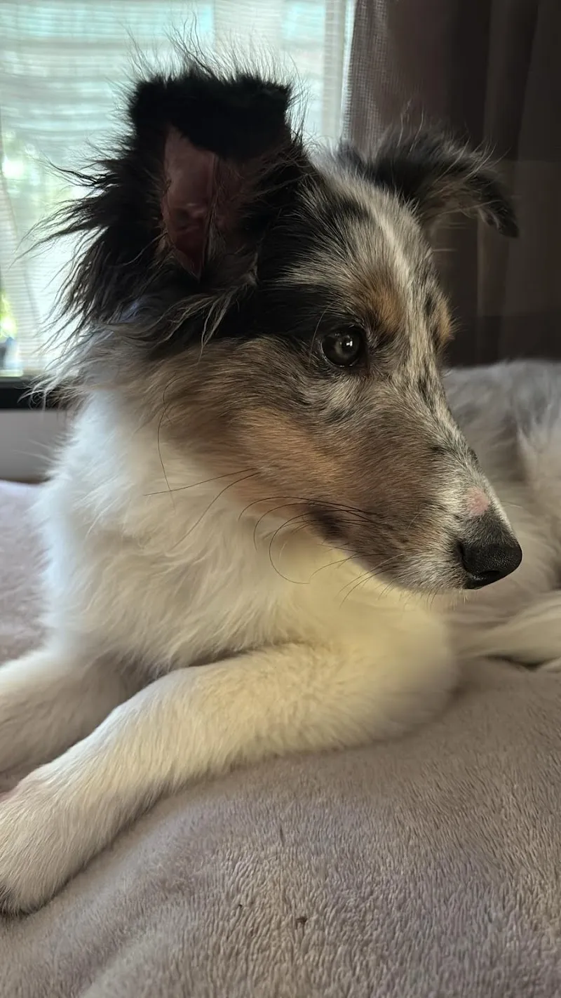 Studio Veterinario Ghiringhelli — Tierarzt, Sementina, Tessin. Foto 2