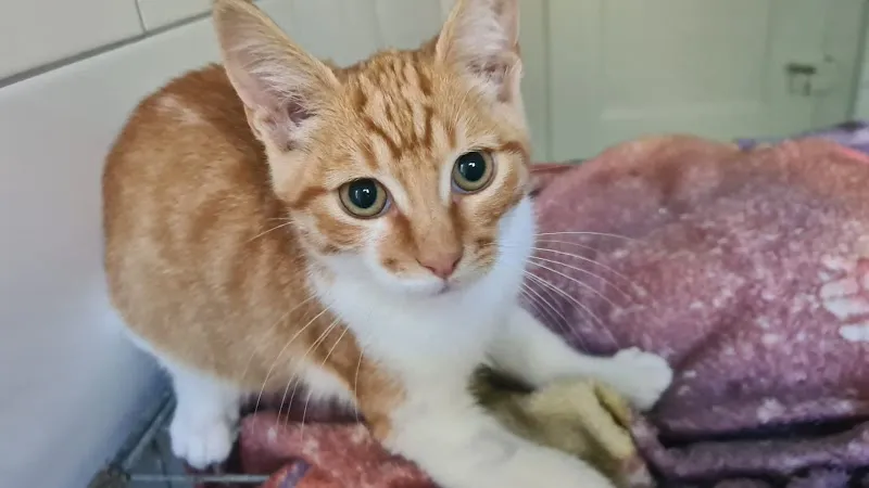 Studio Veterinario Ghiringhelli — Tierarzt, Sementina, Tessin. Foto 3