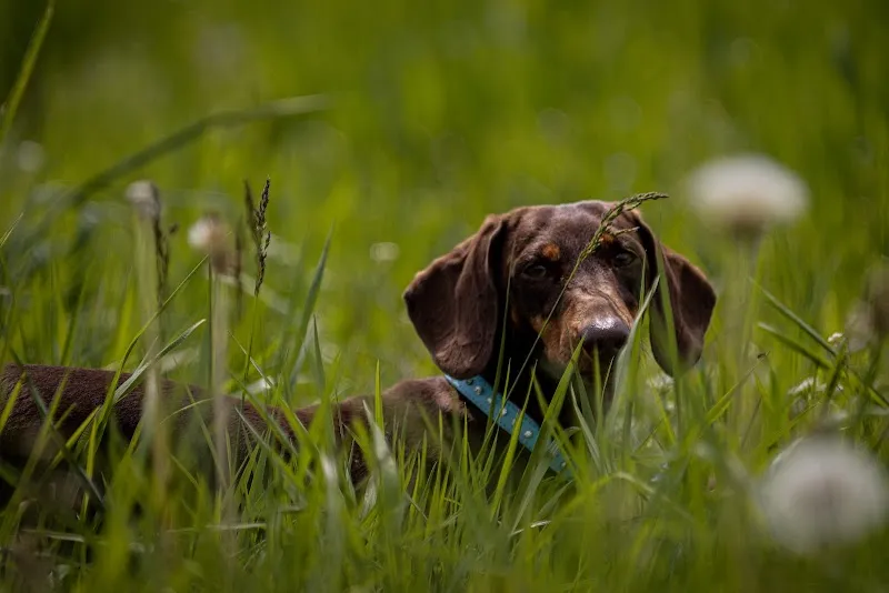 Studio Veterinario Manetti Sagl — Tierarzt in Bironico, Tessin. Bewertung 4.2/5.