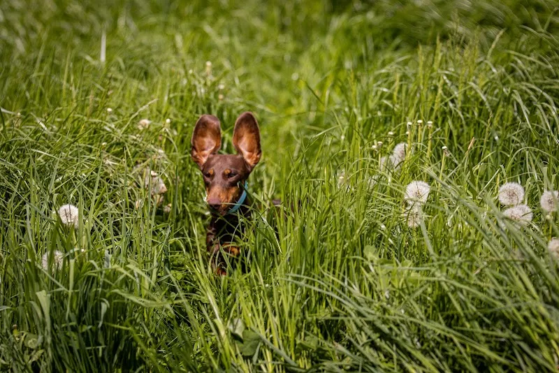 Studio Veterinario Manetti Sagl — Vétérinaire, Bironico, Tessin. Foto 2