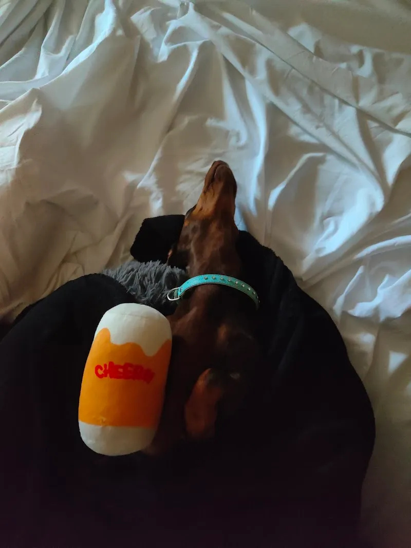 Studio Veterinario Manetti Sagl — Vétérinaire, Bironico, Tessin. Foto 3