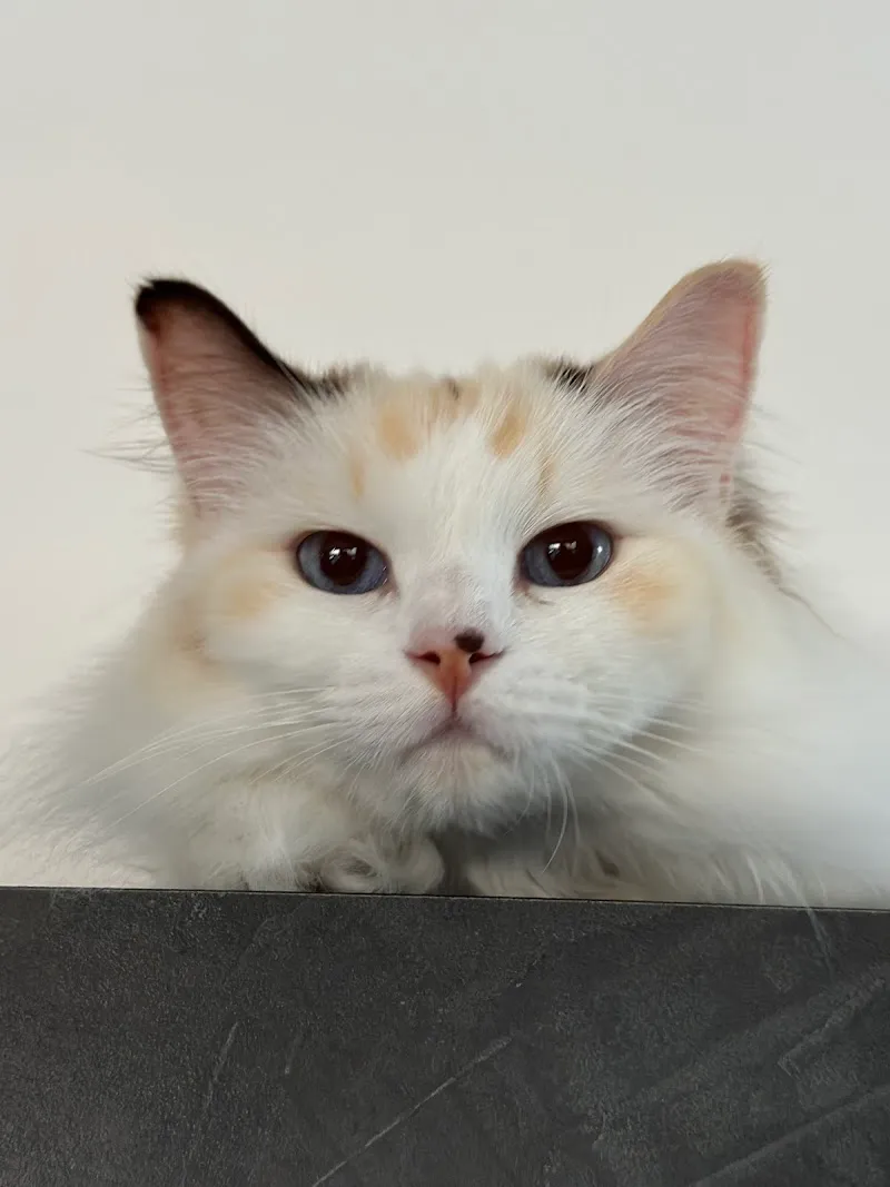 Studio Veterinario Neri — Vétérinaire, Balerna, Tessin. Foto 2