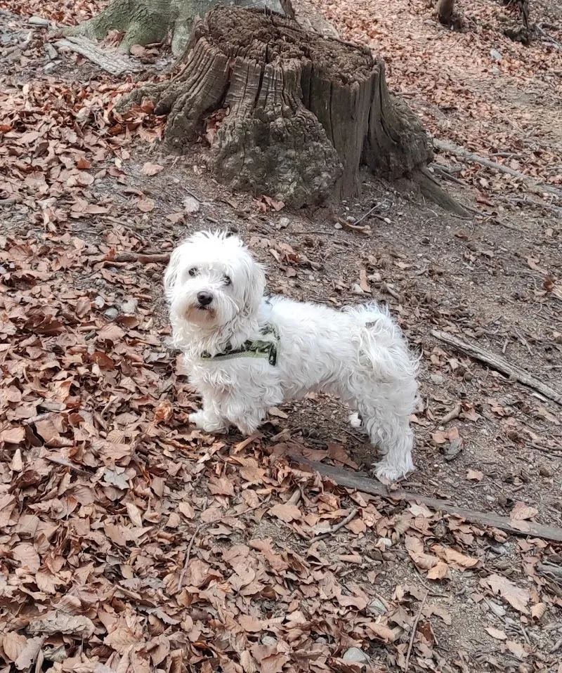 Studio Veterinario Neri — Vétérinaire, Balerna, Tessin. Foto 3